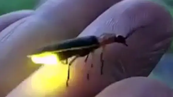 حشره شگفت انگیز را ببینید + فیلم