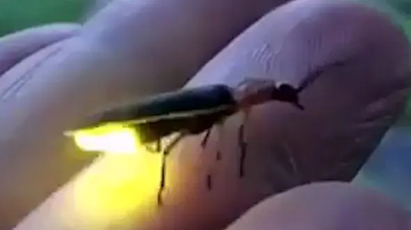 حشره شگفت انگیز را ببینید + فیلم