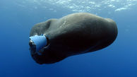 این نهنگ  پلاستیک می خورد +فیلم