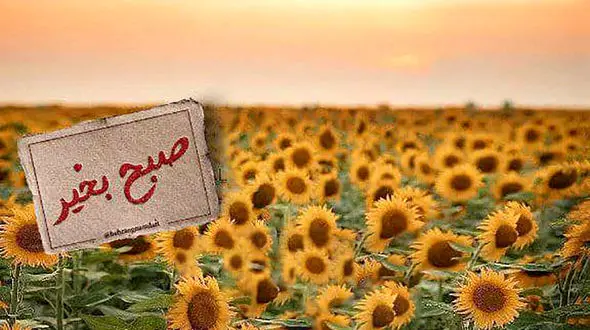 فال ابجد امروز / 7 تیر + فیلم