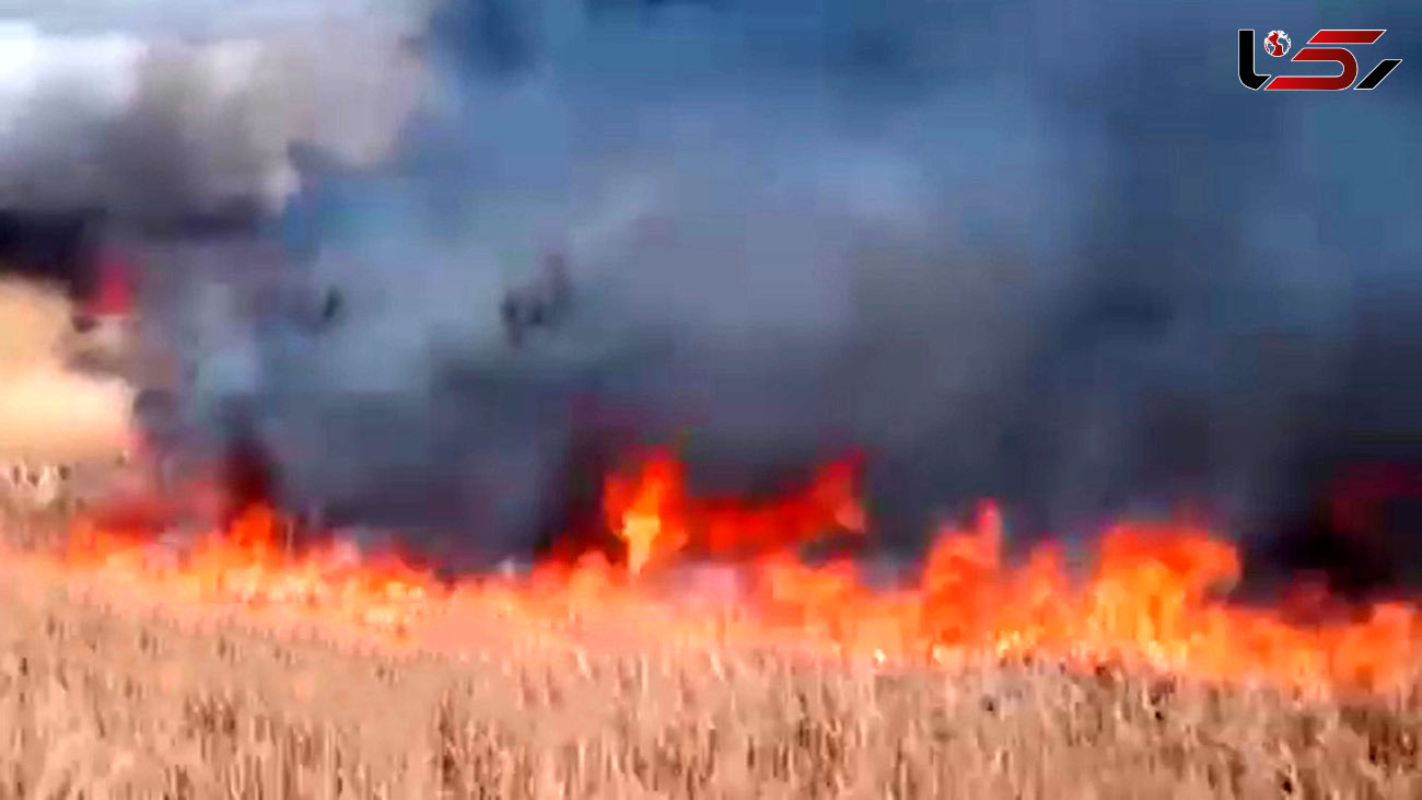 آتش سوزی‌های گسترده، بلای جان جنگل‌های اوکراین + فیلم