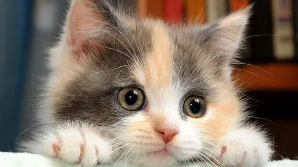 ببینید / واکنش خنده‌دار یک گربه به سکسکه خودش + فیلم