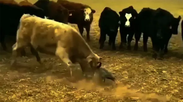 گاو و غاز شاخ به شاخ شدند ! + فیلم عجیب