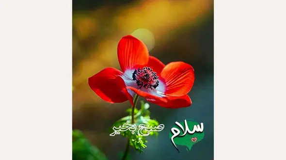 فال روزانه شخصی/ 12 مرداد ماه + فیلم