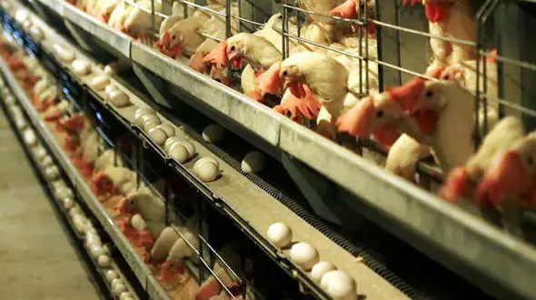 مرغ هر کیلو 31 هزار تومان!