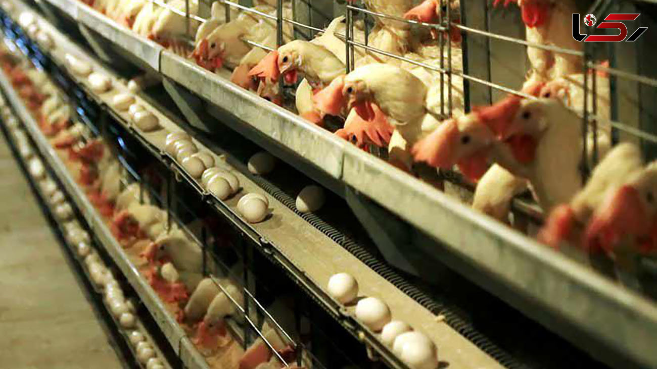 تولید تخم مرغ در استان ۲۰ درصد افزایش می‌یابد