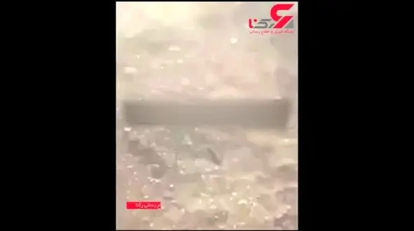 خودکشی دسته جمعی و عجیب کلاغ ها در قم +  فیلم شوک کننده