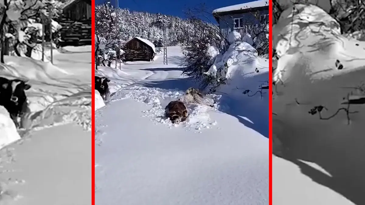 فیلم گرفتار شدن گاوها در برف ترکیه