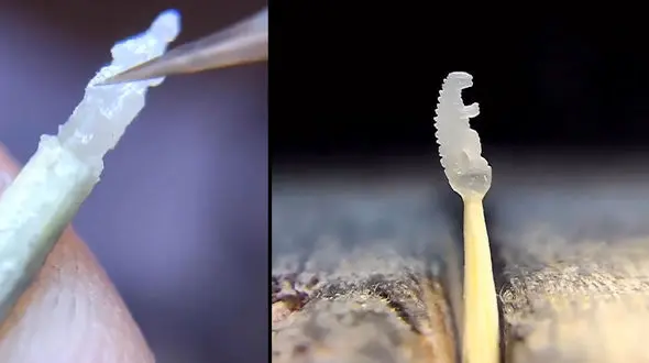 ساخت دایناسور با یک دانه برنج + فیلم