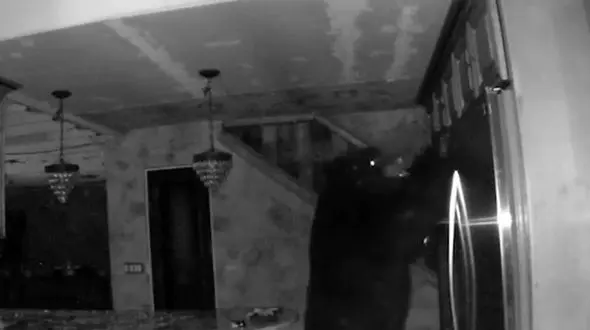 وحشت ۵ ساعته از خرس گرسنه در خانه  + فیلم