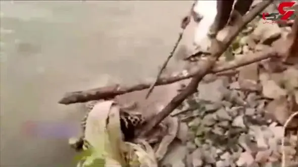 لحظه حمله پلنگ  به مردی که قصد نجاتش را داشت + فیلم 