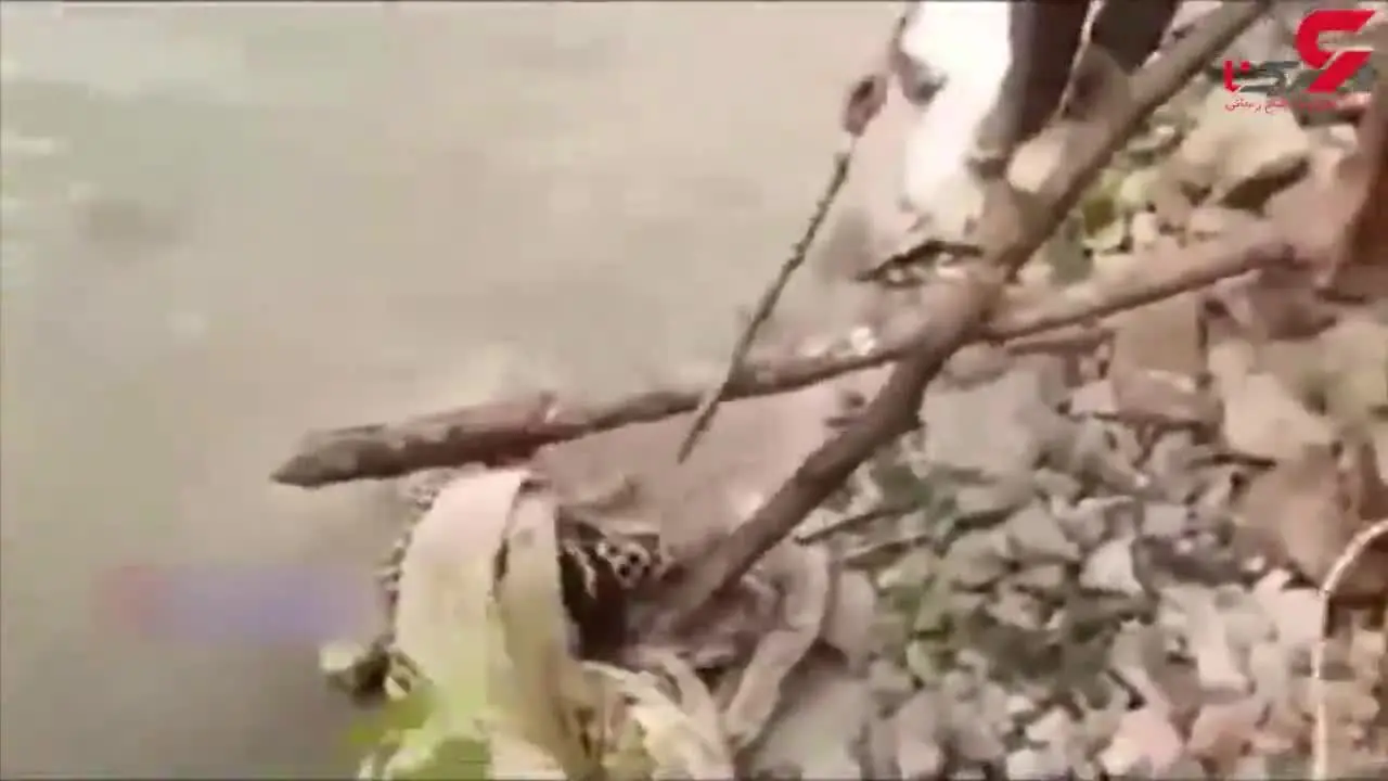 لحظه حمله پلنگ  به مردی که قصد نجاتش را داشت + فیلم 