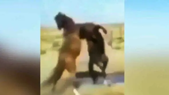 فیلم دیدنی از درگیری 2 اسب 