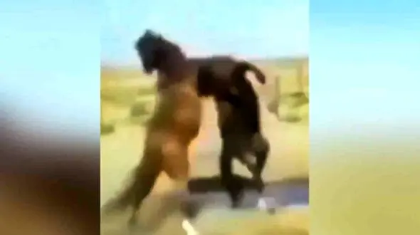 فیلم دیدنی از درگیری 2 اسب 