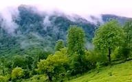 باغات چای از طبیعت زیبای تنکابن + فیلم 