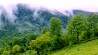 باغات چای از طبیعت زیبای تنکابن + فیلم 
