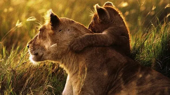 وقت غذا و قدرت و محبت در دنیای وحش