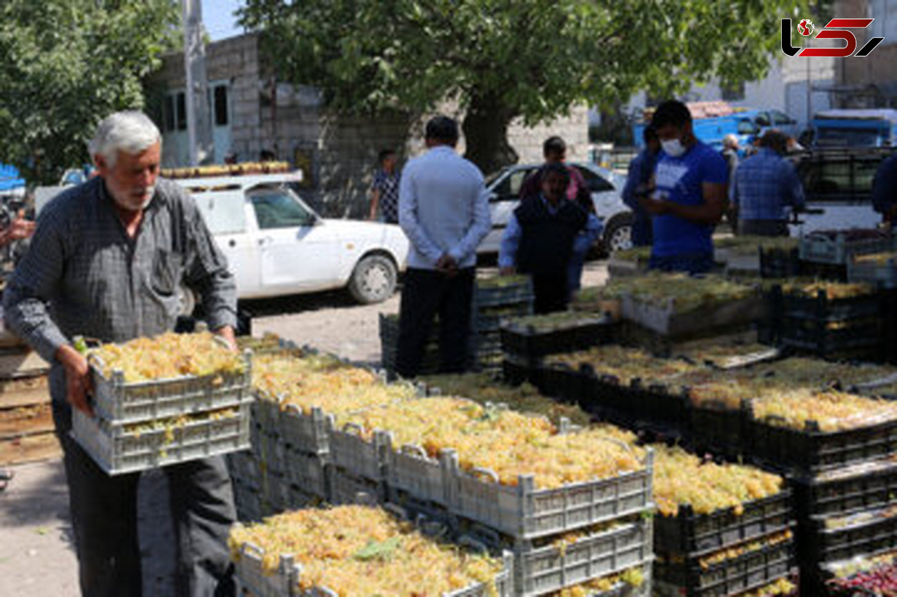 افزایش 28 درصدی صادارت  کشاوری استان همدان