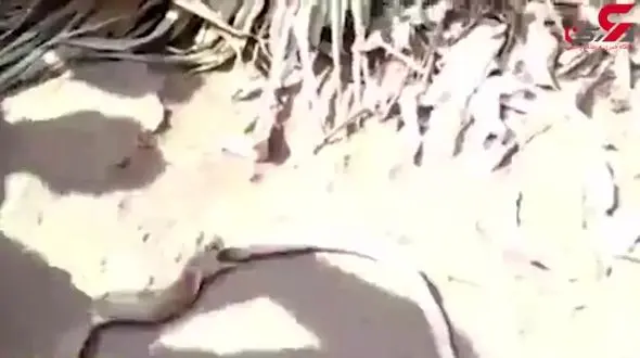 مار کبری مار دیگری را بالا آورد+فیلم