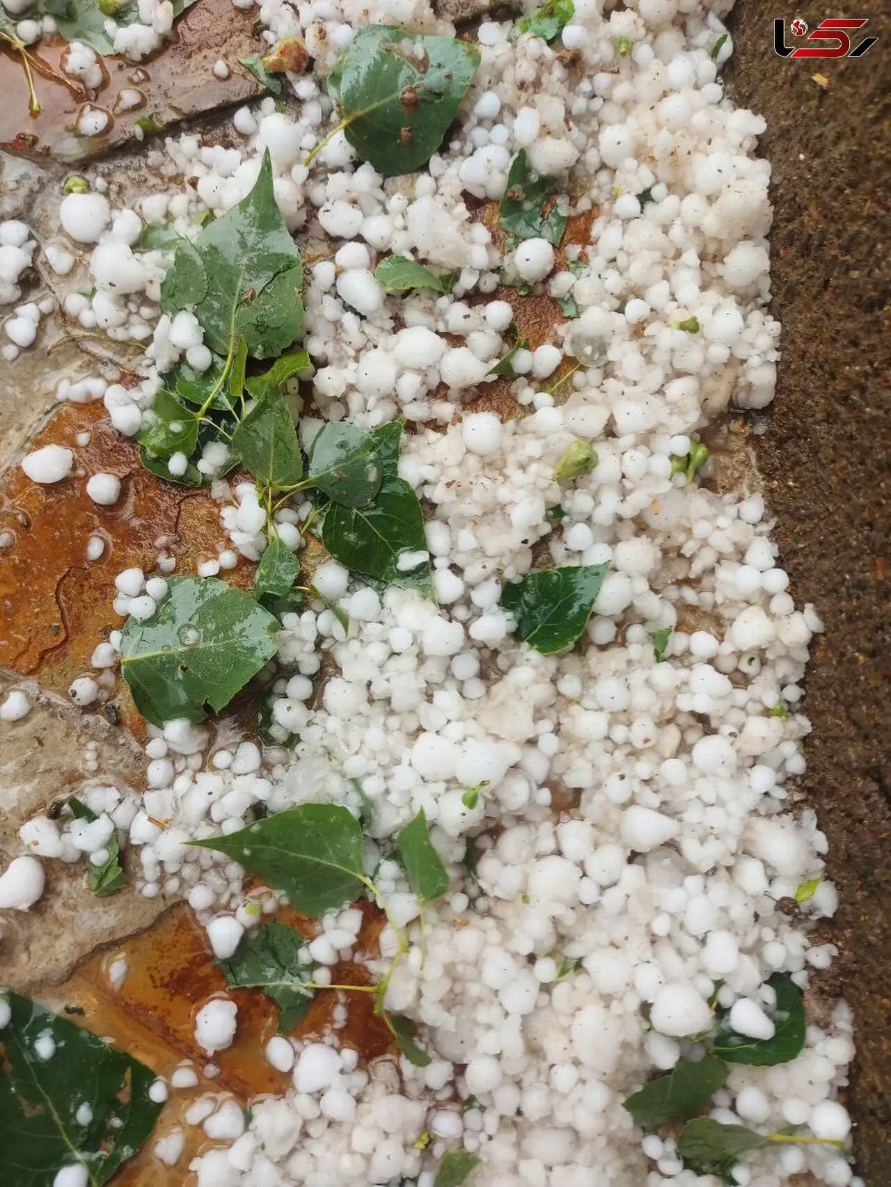 بارش تگرگ در روستای توآباد بخش ابگرم باعث خسارت به باغات شد 

+فیلم وعکس