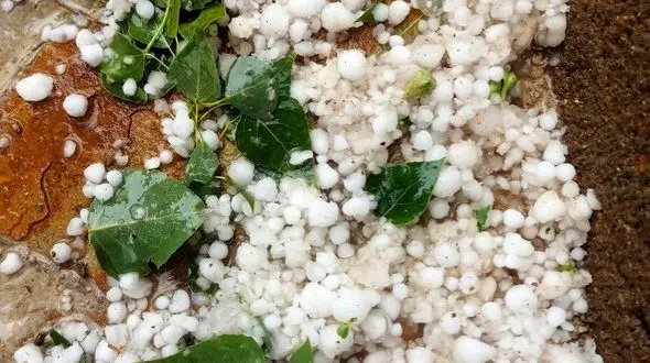 بارش تگرگ در روستای توآباد بخش ابگرم باعث خسارت به باغات شد 

+فیلم وعکس