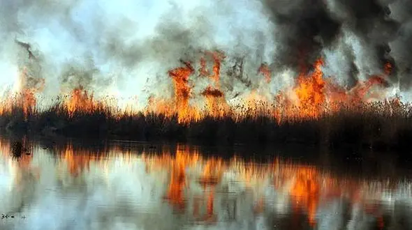 آتش‌سوزی تالاب انزلی «عمدی» بود