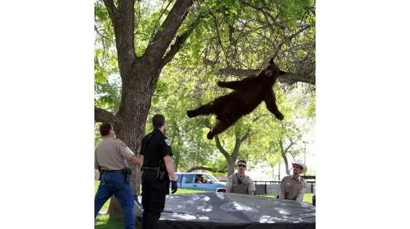 تصویر سقوط خرس قهوه ای از درخت 