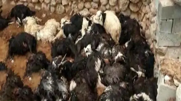 حمله گرگ های وحشی به روستاهای اصفهان / آماده باش در شب های سرد + عکس

