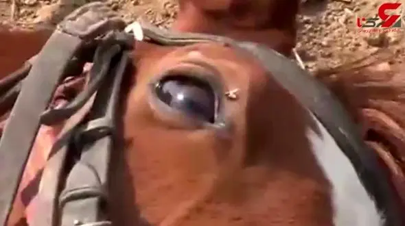 اسبی که دست هنرپیشه‌های هالیوود را هم از پشت بست! + فیلم 