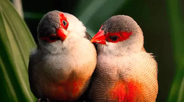 از عشق و محبت در پرندگان تا درگیری گراز با سگ های نگهبان