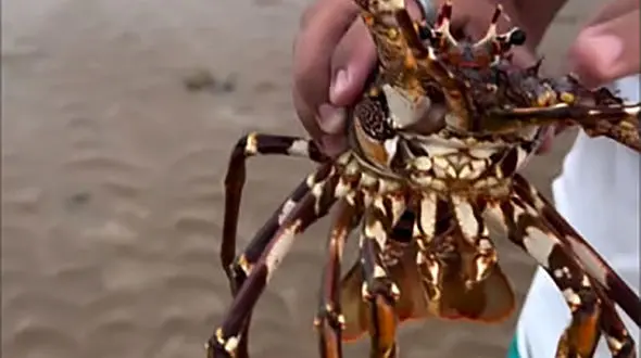 خلقت خارق العاده لابستر + فیلم