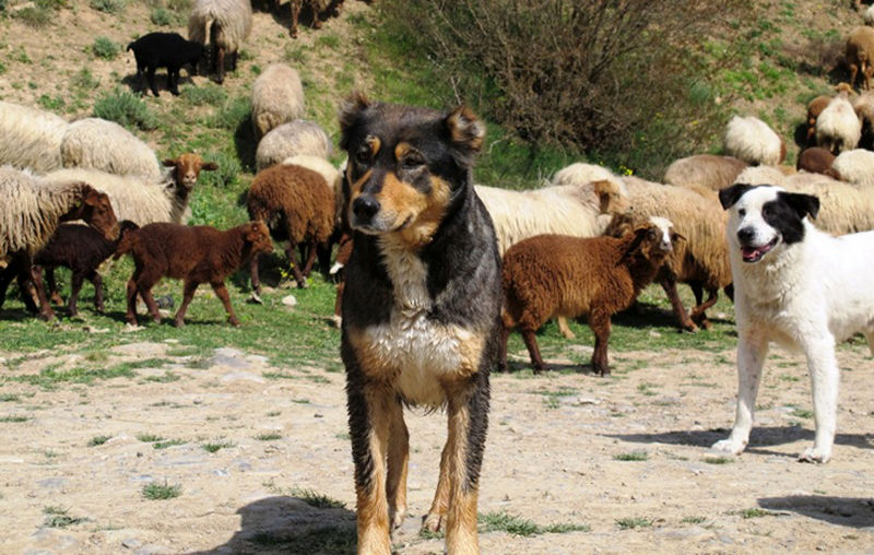 سگ های گله