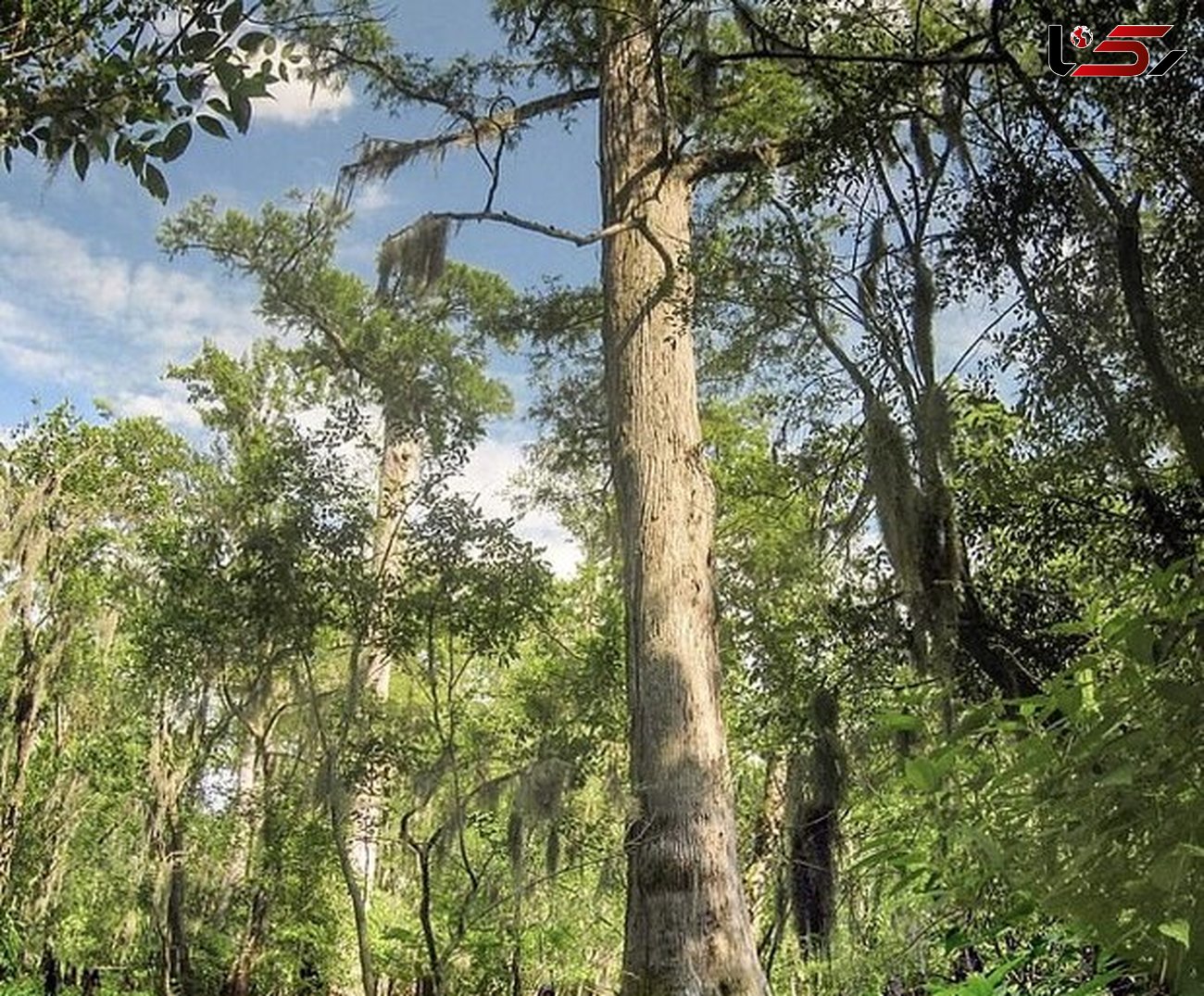 کشف درخت ۲۶۲۴ ساله در آمریکای شمالی