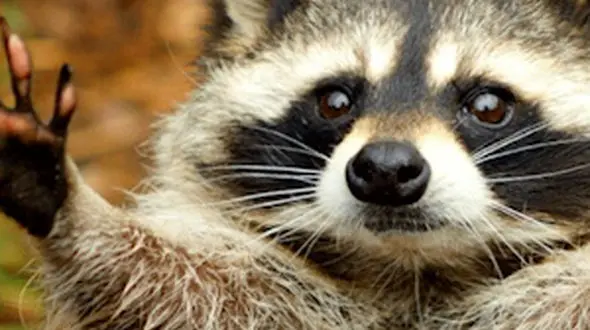 بزرگ ترین شکارچی آب تا راهزن کوچک