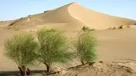 بیابان‌زایی از حاشیه گذشت؛ ۲۰ میلیون هکتار از ایران به کانون بحران تبدیل شده است