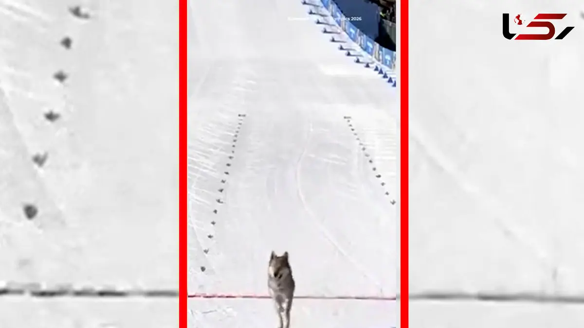 فیلم عبور غیرمنتظره یک سگ از خط پایان المپیک