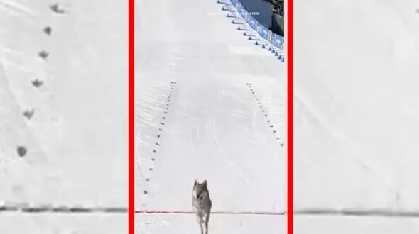 فیلم عبور غیرمنتظره یک سگ از خط پایان المپیک