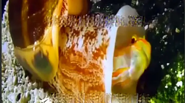 حلزون سمی و مرگبار را بشناسید + فیلم