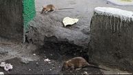 مردم به گربه های شهر غذا می دهند ، آمار موش ها بالا می رود / با سم جدید به سراغ  موش های تهران رفته ایم
