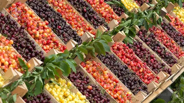 می دانید گیلاس کدام شهر ایران معروف است؟ / خواص گیلاس