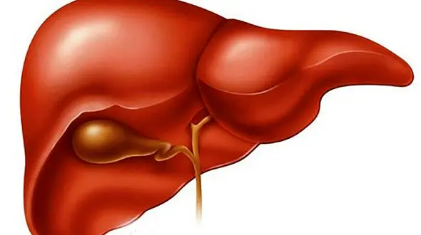 وایتکس کبد را درست کنید + فیلم