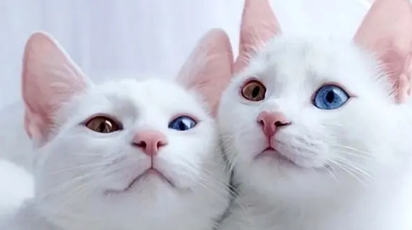 فیلم واکنش خنده‌دار یک گربه به خودش در آینه /  کشف گوش برای اولین بار!