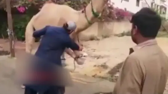 فیلم لحظه لگد شتر به قصاب بدشانس! + جزییات