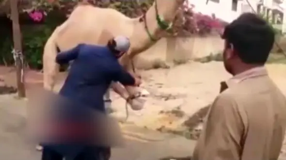 فیلم لحظه لگد شتر به قصاب بدشانس! + جزییات