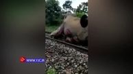 تصادف دلخراش فیل با قطار مسافربری در هند + فیلم 16+