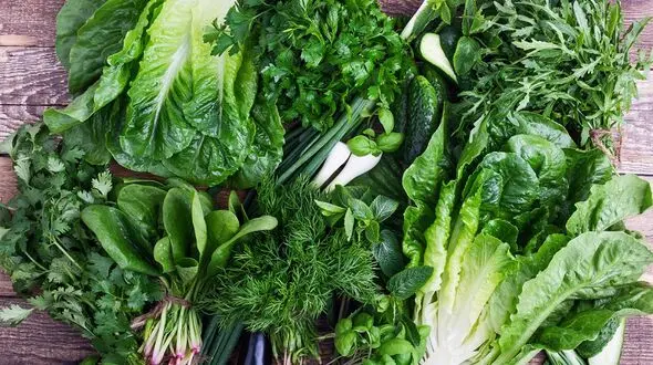 خطر آلودگی سبزیجات به مدفوع سگ و گربه / هشدار به مصرف لبنیات غیرپاستوریزه