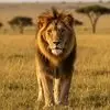 چهر های زیبا از حیات وحش