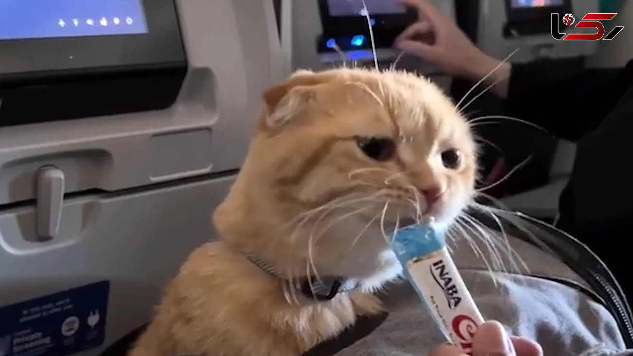 حمل گربه با مسافران درهواپیما + فیلم 