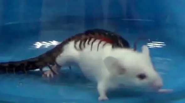 ببینید هزارپا چگونه موش نگون بخت را شکار می کند +فیلم