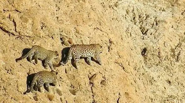 آقای مدیرکل؛ مستند حیات وحش عکاسی از پلنگ های شما نیست!